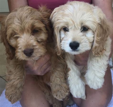 Cockapoos make the perfect family pet and ours are unsurpassed. Miniature cockapoo puppies for sale | Ashford, Kent ...