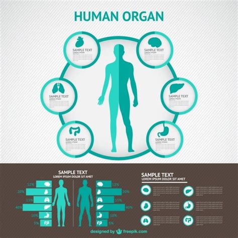Download Human Body Infography For Free Infographic Infographic
