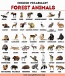Forest Animals: List of 40+ Animals Living in the Forest Animals Name ...