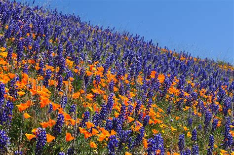 California Poppies And Purple Lupine Rancho Tejon California