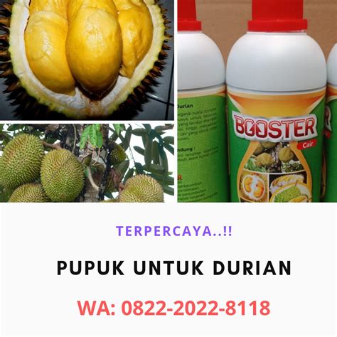 Budidaya Pohon Durian Laman Terbaik Wa Harga My XXX Hot Girl