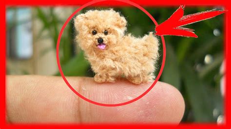 Top 10 Breeds Of The Smallest Dogs Youtube