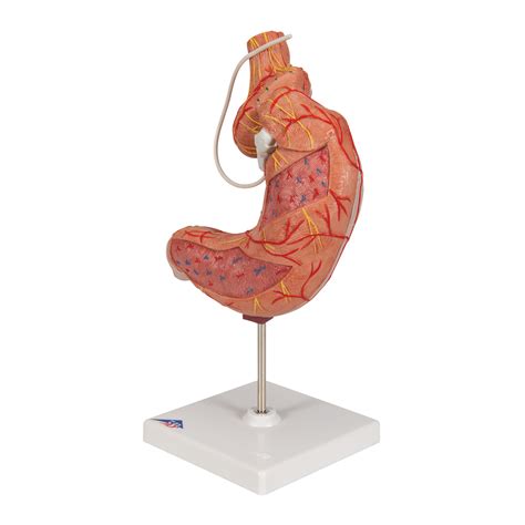 Human Stomach Model With Gastric Band 2 Part 3b Smart Anatomy K15