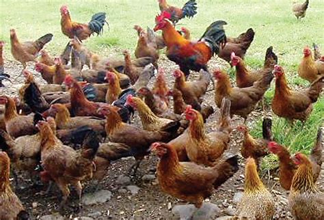 Harnessing Native Chickens For Livelihood Agriculture Monthly