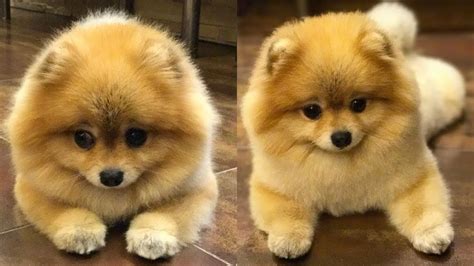Funny Pomeranian Cute Pomeranian Mini Pomeranian Compilation 9