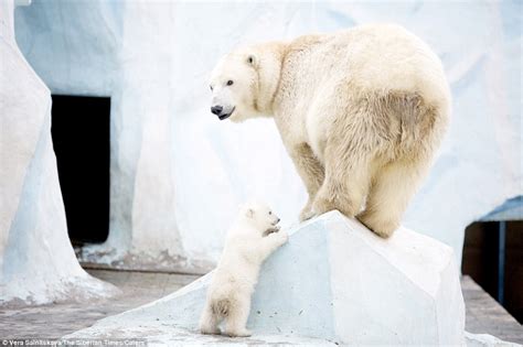 Heartwarming Love In The Freezing Cold A Polar Bear Mother Cuddles Up