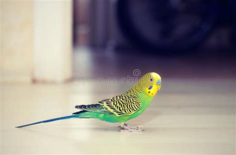 1255 Budgies Stock Photos Free And Royalty Free Stock Photos From