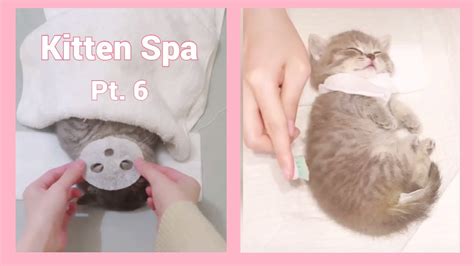 2021 New 💓 Cute Kitten Really Enjoys Asmr Spa Pt 6 ️ Cat Massage