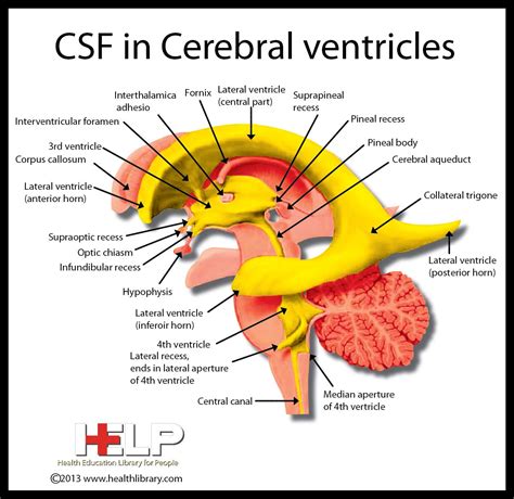 Csf In Cerebral Ventricles Nervous System Pinterest Nervous