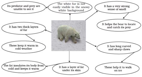 Chapter 7 Weather Climate And Adaptations Of Animals To Climate