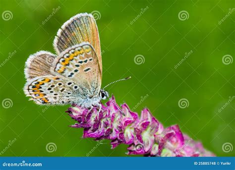 Common Blue Butterfly On A Wild Flower Royalty Free Stock Photos