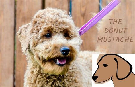 Doodle haircuts to swoon over (tons of pictures. Pin by Pat Huston on Grooming | Goldendoodle, Mustache dog ...