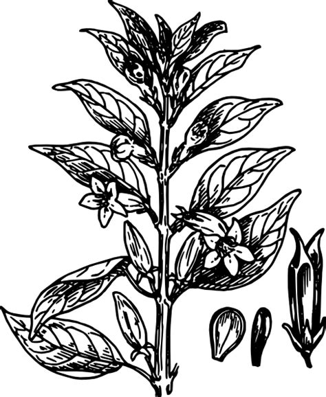 Free Plant Clipart Black And White Download Free Plant Clipart Black