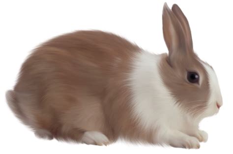 Brown Rabbit Free Clipart | Rabbit pictures, Rabbit png ...