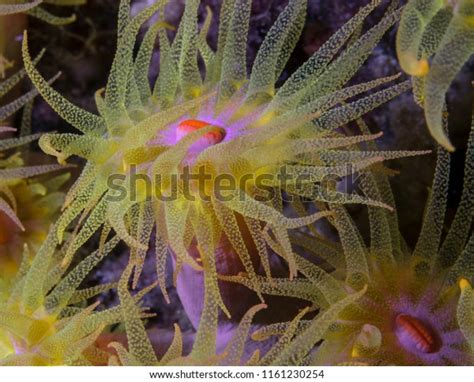 Transclucent Tentacles Orange Cup Corals Tubastrea Stock Photo
