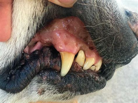 Dog Anaphylaxis What It Looks Like And What To Do If It Happens To