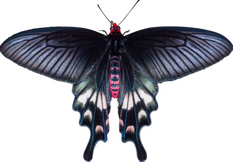 Black Butterfly Wings Inspire Solar Cell Design