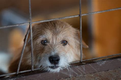 Dog Behind Bars In Asylum For Abandoned Hounds Stock Image Image Of