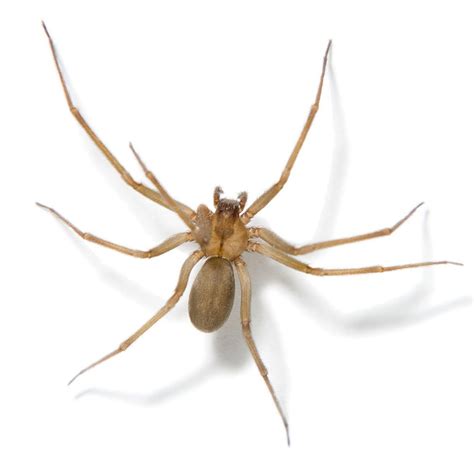 Brown Recluse Spider Facts Brown Recluse Spide Control Terro