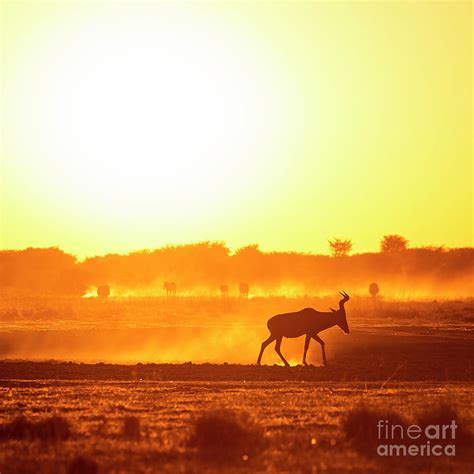 Africa Sunset Impala Photograph By Thp Creative Pixels