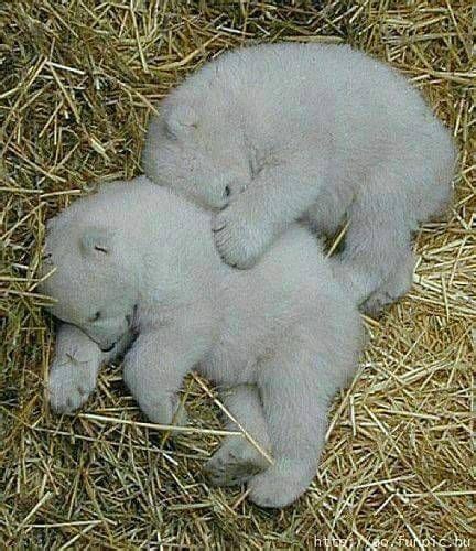 Asleeping Babies Baby Polar Bears Baby Animals Cute Animals