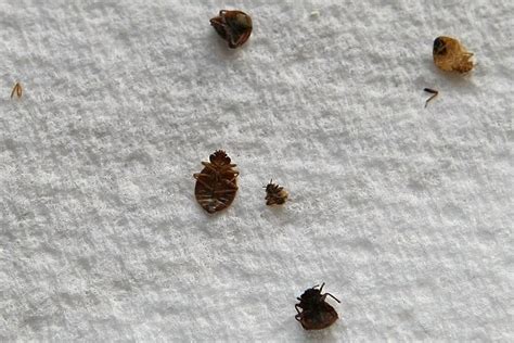 Was There Bed Bug At Doral Bedbugs