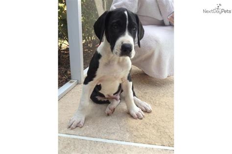 120 to 150 lbs shedding: Great Dane puppy for sale near Tampa Bay Area, Florida | 60f4b5ce-3b71