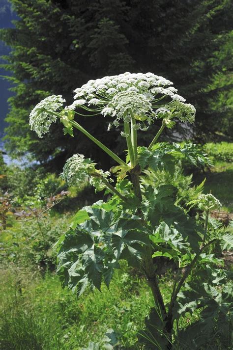 Warning As Britains Most Dangerous Plant Giant Hogweed Spreads In