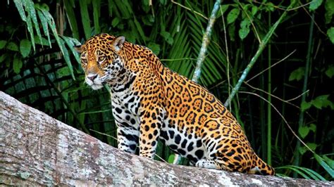 Amazon Rainforest Animals List Of Names And Photos