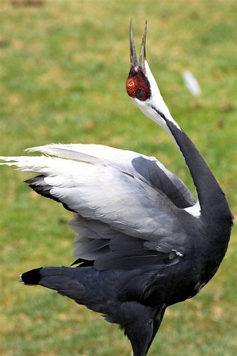 Crane San Diego Zoo Animals And Plants