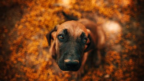 Cute Dog Look Up Face Bokeh Wallpaper 1920x1080 Full