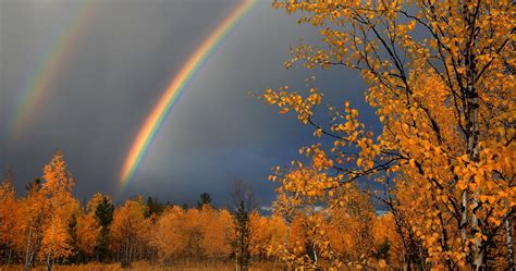 Rain Leaves Autumn Wallpaper 4k Ultra Hd Wallpaper High