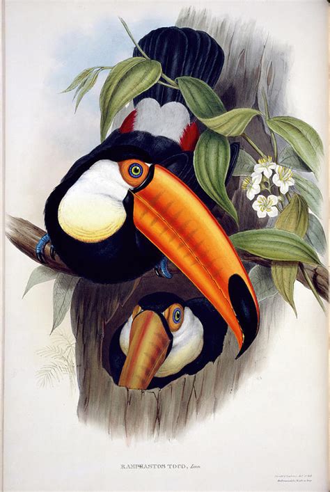 Toco Toucan Photograph By Natural History Museum Londonscience Photo