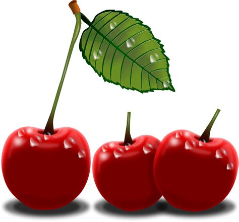 Cherry Tree Clipart At Getdrawings Free Download