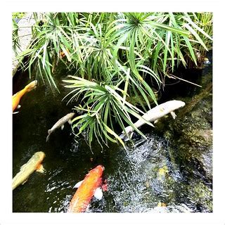 Bal Harbour Shops Koi Fish Posted Via Email From Ines Yet Flickr