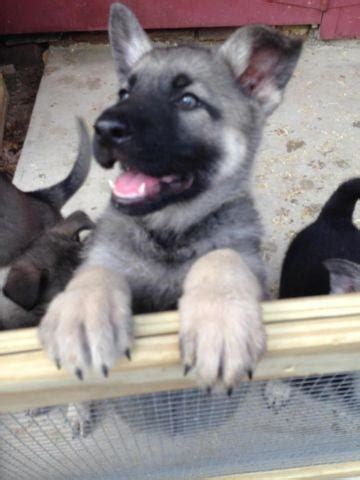 Gentle pets and strong watch dogs, gsds are noble, large, muscular dogs bred for their intelligence and working ability. German Shepherd Pups - ADORABLE GUARDIANS - 8 weeks old - SILVER/SABL for Sale in Fall River ...