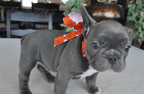 Welcome to exotic french bulldogs. Blue French Bulldogs for Sale for Sale in Los Angeles ...