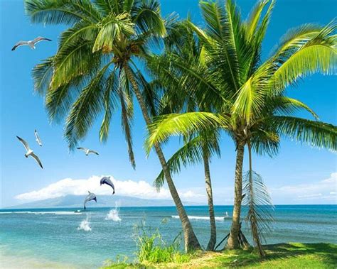 Coconut Tree Wallpapers Top Free Coconut Tree Backgrounds