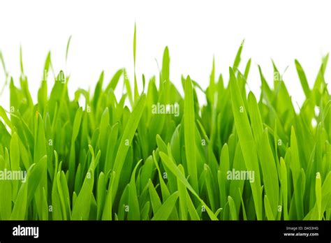 Closeup Of Green Tall Grass Blades On White Background Stock Photo Alamy