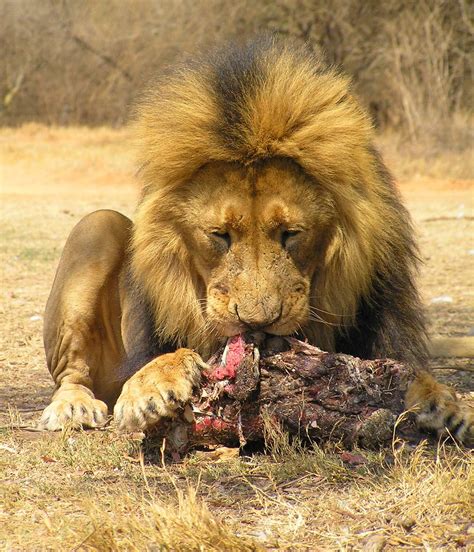 Male Lion Eating South Africa Eating Male Lion Krugersdo Flickr