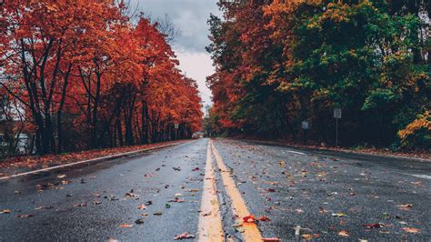 2560x1440 Road Between Autumn Trees 5k 1440p Resolution Hd