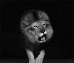 Leon Rugiendo GIF Roar Lion King Of The Jungle Discover Share GIFs