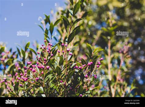 Native Australian Lilly Pilly Plant With Pink Berries Outdoor In