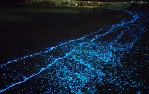 Maldives Observes Rare Bioluminescence Plankton Season Imtm