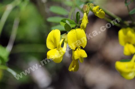 Coronilla Emeroides