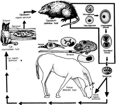 Life Cycle Of Sarcocystis Neurona Opossums Are The Definitive Hosts