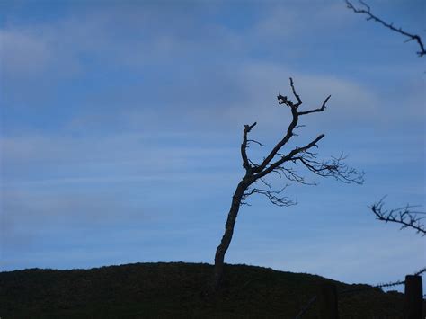 A Naked Tree Viewed Late On A Winter John Lucas Geograph