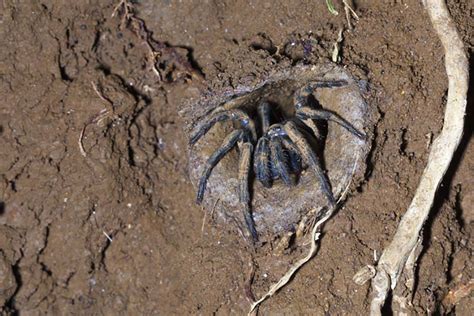 Most Dangerous Spiders In The World ~ Wolf Spider