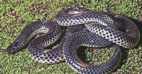New Species Of Burrowing Snake Discovered In Western Ghats