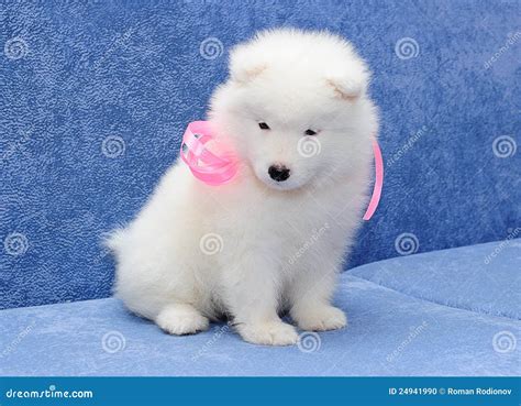 Cute Samoyed Or Bjelkier Puppy Stock Photo Image Of Indoors Pretty